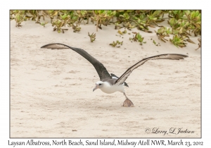 Laysan Albatross