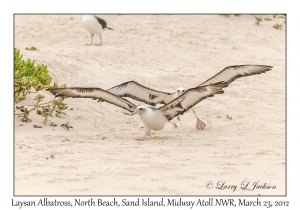 Laysan Albatross