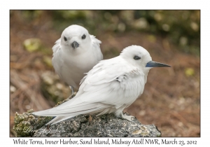 White Terns