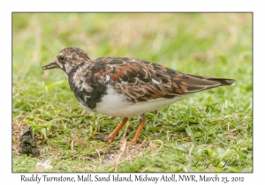 Ruddy Turnstone