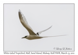 White-tailed Tropicbird