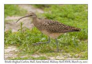 Bristle-thighed Curlew