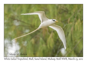 White-tailed Tropicbird