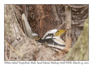 White-tailed Tropicbird