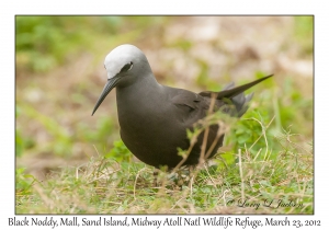 Black Noddy