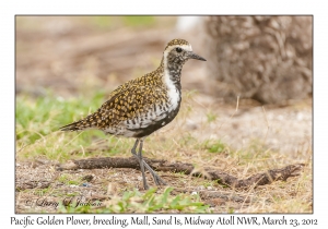 Pacific Golden Plover