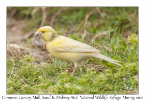 Common Canary