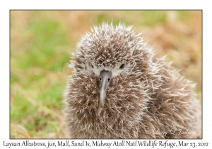 Laysan Albatross chick