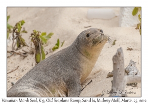 Hawaiian Monk Seal