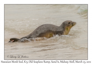 Hawaiian Monk Seal