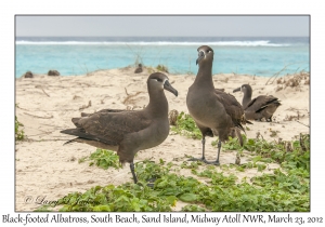 Black-footed Albatross