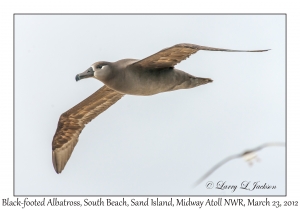 Black-footed Albatross