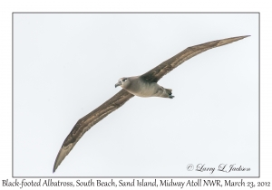 Black-footed Albatross