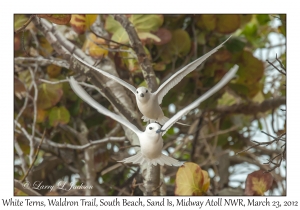 White Terns