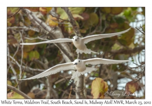 White Terns