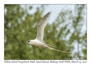 White-tailed Tropicbird