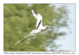 White-tailed Tropicbird