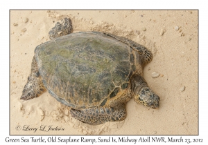 Green Sea Turtle