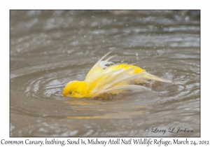 Common Canary