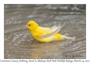 Common Canary