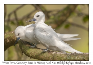 White Terns