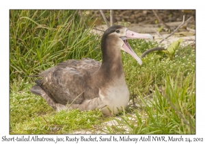 Short-tailed Albatross