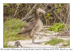 Short-tailed Albatross