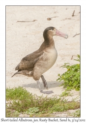 Short-tailed Albatross