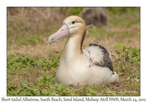 Short-tailed Albatross