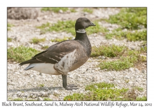 Black Brant