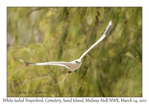 White-tailed Tropicbird