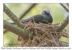 Black Noddy