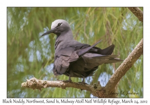 Black Noddy