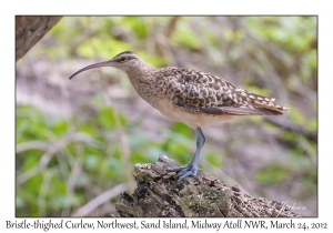 Bristle-thighed Curlew