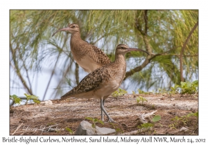 Bristle-thighed Curlew