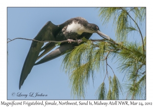 Magnificent Frigatebird