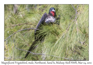 Magnificent Frigatebird