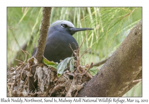 Black Noddy