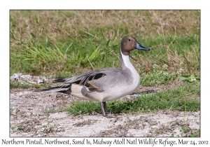 Northern Pintail