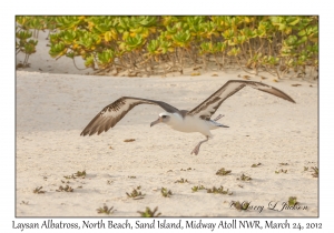 Laysan Albatross