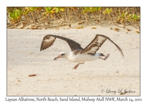 Laysan Albatross