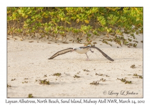 Laysan Albatross