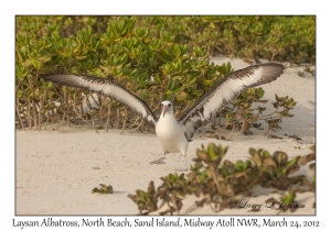 Laysan Albatross