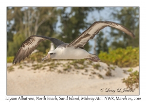 Laysan Albatross