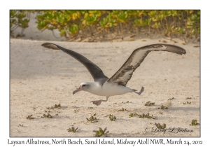 Laysan Albatross