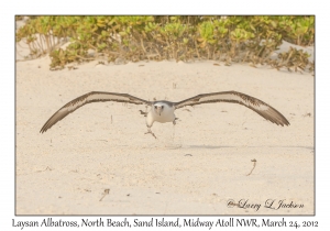 Laysan Albatross