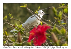 White Tern