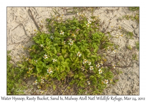 Water Hyssop