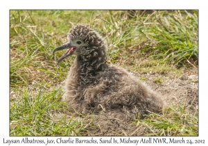 Laysan Albatross chick