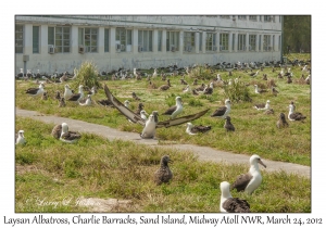 Laysan Albatross